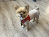 Pomeranian boo