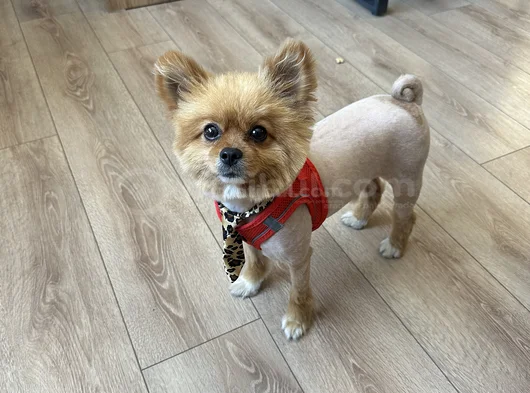 Pomeranian Boo