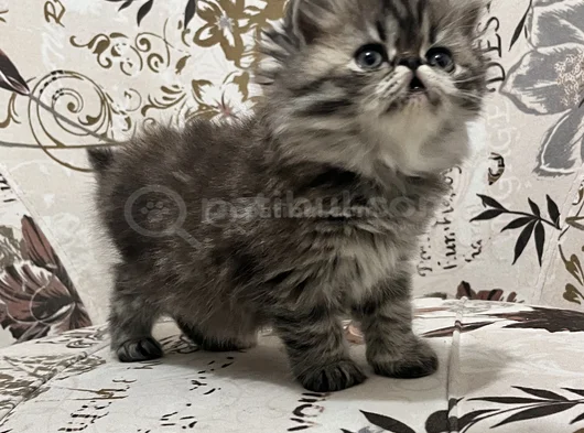 İran Egzoti̇k Long Hai̇r görsel