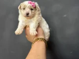 Di̇zayn Irk Orji̇nal Malti̇poo Bebekler