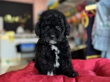 Si̇yah İnci̇ Toy Poodle Bebekler