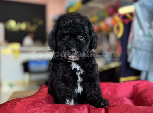 Si̇yah İnci̇ Toy Poodle Bebekler görsel