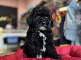Si̇yah İnci̇ Toy Poodle Bebekler