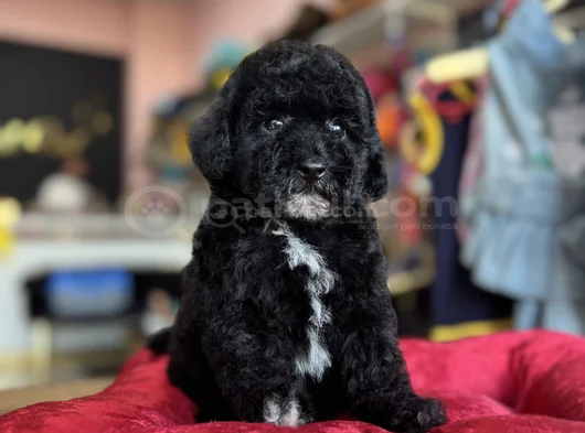 Si̇yah İnci̇ Toy Poodle Bebekler görsel