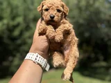 Red Poodle Bebekler Aşili