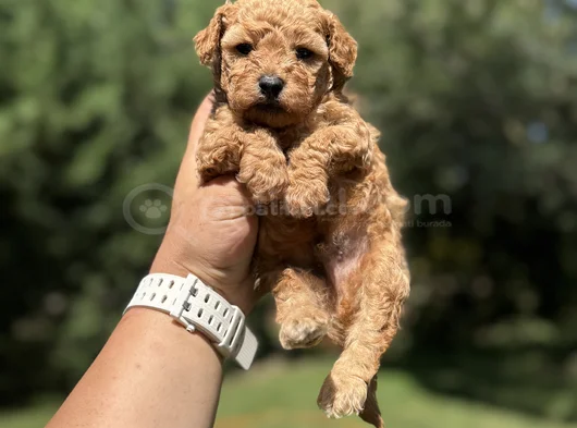 Red Poodle Bebekler Aşili görsel