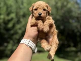 Red Poodle Bebekler Aşili