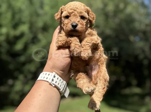 Red Poodle Bebekler Aşili görsel