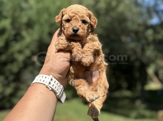 Red Poodle Bebekler Aşili