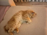 1 Yaşında Kısırlastırılmış Masum Ve Akıllı