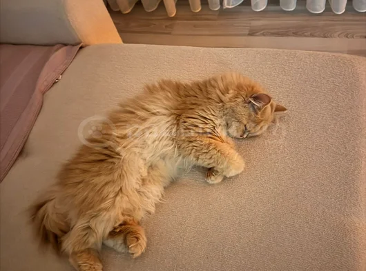 1 Yaşında Kısırlastırılmış Masum Ve Akıllı görsel