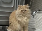 1 Yaşında Kısırlastırılmış Masum Ve Akıllı