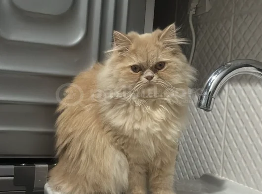 1 Yaşında Kısırlastırılmış Masum Ve Akıllı görsel