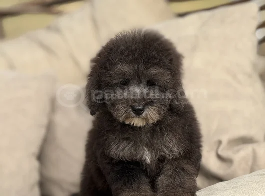 Silver Çiftliğimizden Üst Kalite Toy Poodle Yavrular görsel