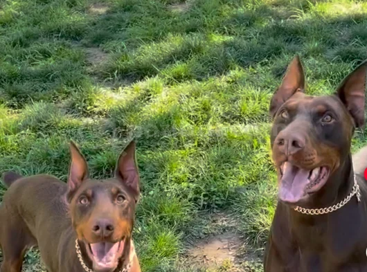 Çi̇ft Doberman Erkek Di̇şi̇