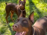 Çi̇ft Doberman Erkek Di̇şi̇