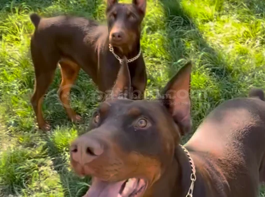 Çi̇ft Doberman Erkek Di̇şi̇ görsel