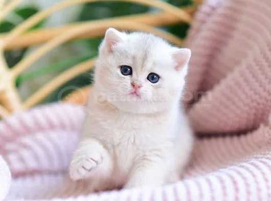 Nadir Görülen Golden Pawn British Shorthair Yavrumuz