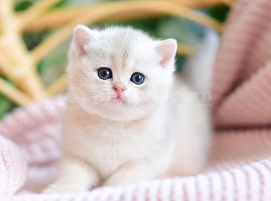 Nadir Görülen Golden Pawn British Shorthair Yavrumuz görsel
