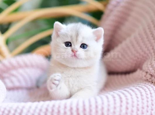 Nadir Görülen Golden Pawn British Shorthair Yavrumuz görsel