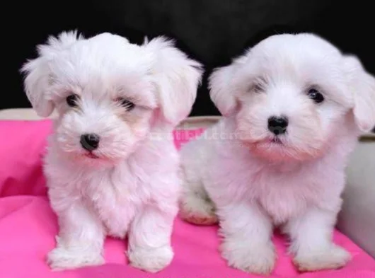 Pamuk Gibi Maltese Bebişler görsel