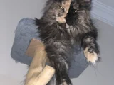 3 Yaşında dişi Mainecoon
