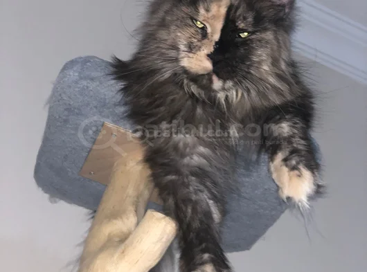 3 Yaşında Dişi Mainecoon