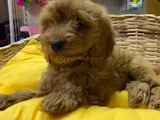 Cockapoo Yavrularim