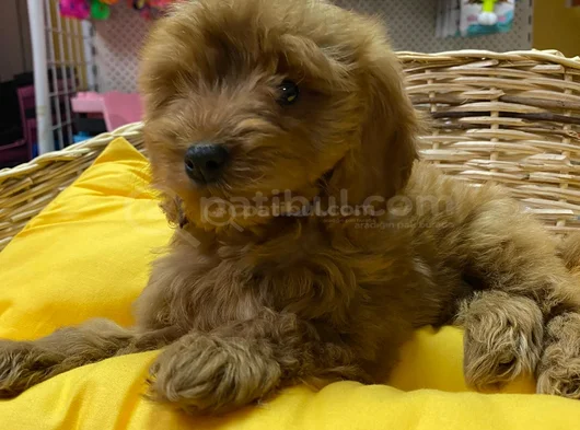 Cockapoo Yavrularim görsel