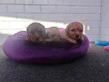 Sevimli A Plus Toy Poodle Yavrularimiz