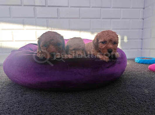 Sevimli A Plus Toy Poodle Yavrularimiz görsel