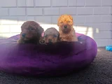 Sevimli A Plus Toy Poodle Yavrularimiz