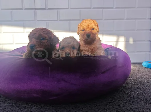 Sevimli A Plus Toy Poodle Yavrularimiz görsel