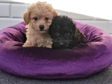 Sevimli A Plus Toy Poodle Yavrularimiz