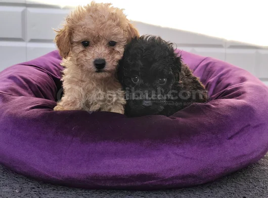 Sevimli A Plus Toy Poodle Yavrularimiz görsel