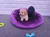 Sevimli A Plus Toy Poodle Yavrularimiz