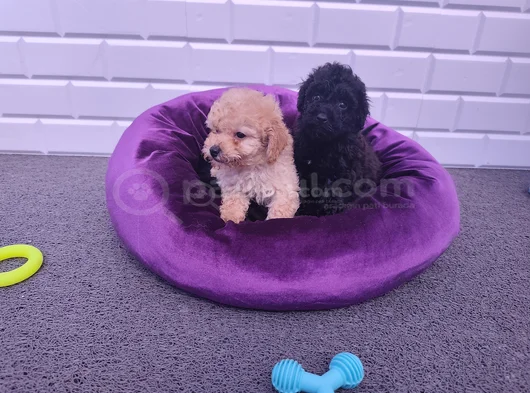 Sevimli A Plus Toy Poodle Yavrularimiz