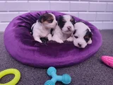 Mini mini Morkie Yavruları