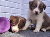 A Kalite Irk Garantili Border Collie Yavrularım