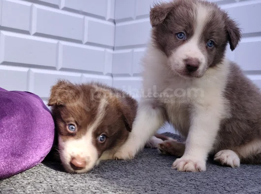 A Kalite Irk Garantili Border Collie Yavrularım
