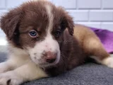A Kalite Irk Garantili Border Collie Yavrularım