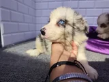 A Kalite Irk Garantili Border Collie Yavrularım