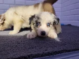 A Kalite Irk Garantili Border Collie Yavrularım