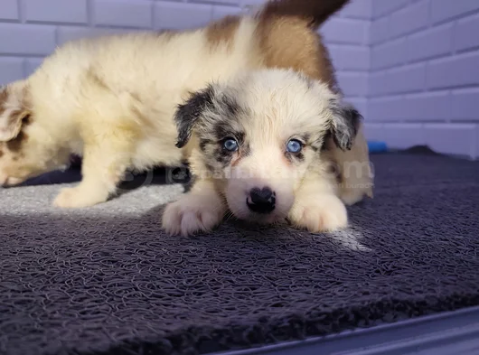 A Kalite Irk Garantili Border Collie Yavrularım görsel