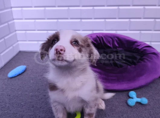 A Kalite Irk Garantili Border Collie Yavrularım görsel