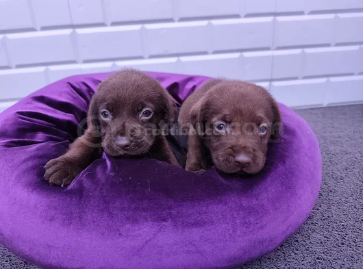 Sevimli Labrador Yavrularımız