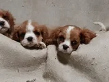 A Plus  Orjinal Cavalier Yavrularımız