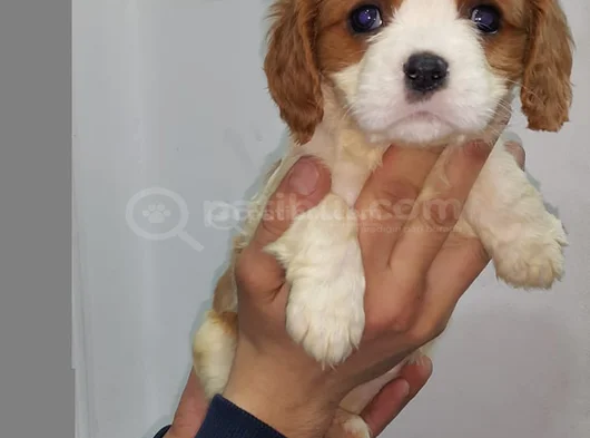 A Plus  Orjinal Cavalier Yavrularımız