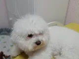 Bal Kaymak Sevimli Yüzler