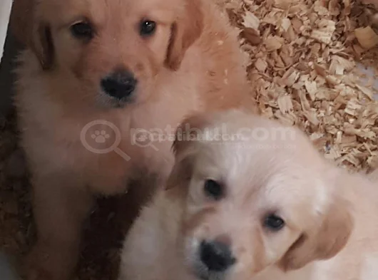A Plus Golden Yavrular